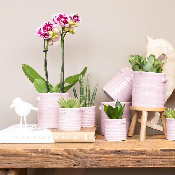 Kolibri-Orchideen | Rosa-lila Phalaenopsis-Orchidee - El Salvador - Topfgröße Ø9cm | blühende Zimmerpflanze – frisch vom Züchter