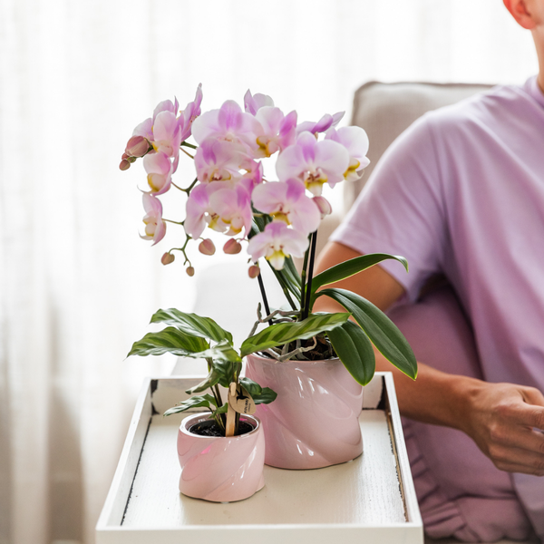 Kolibri-Grüns | Grünpflanze - Calathea - grüne Zimmerpflanze - frisch vom Züchter - Ø6cm