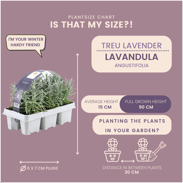 4 x 6er Set Lavendel angustifolia - 24 x Ø7 cm - ↕15 cm
