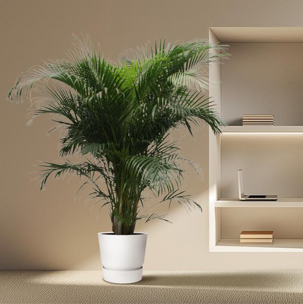 Dypsis Lutescens (Areca-Palme) – 230 cm – ø40