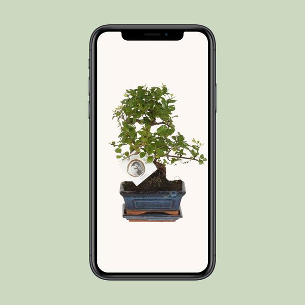 Bonsai S-Form Ø15cm - ↕15cm