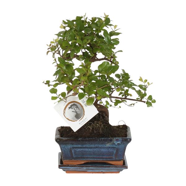 Bonsai S-Form Ø15cm - ↕15cm