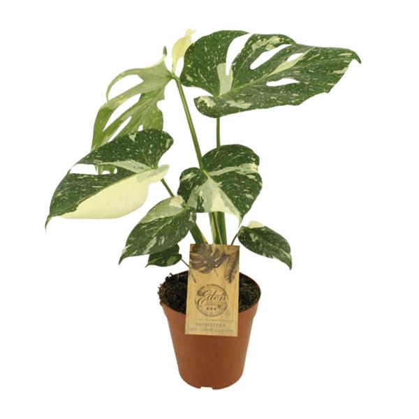 Sternbild Monstera Thai – Ø15cm – ↕50cm
