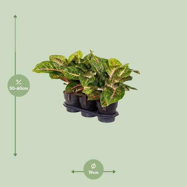Aglaonema Frühlingsrot - Ø19cm - ↕60cm