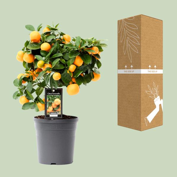 Zitrus-Calamondin – Ø15 cm – ↕40 cm