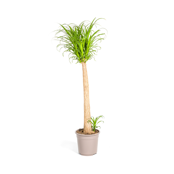Beaucarnea Recurvata Stamm Ø27cm - ↕120cm