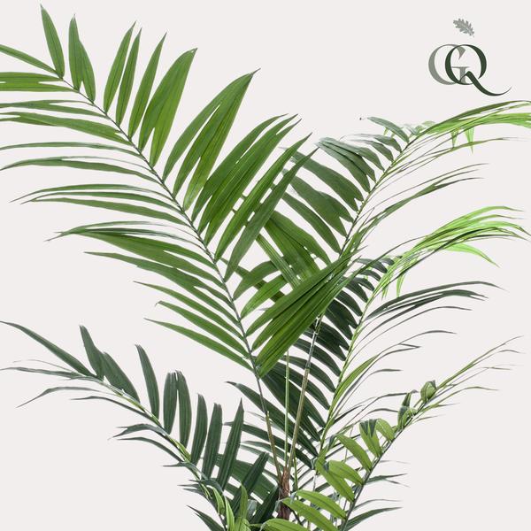 Kunstpflanze - Kentia - Kentiapalme - 210cm