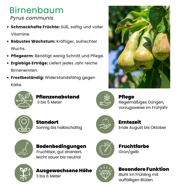 Bio-Birnbaum Pyrus - 1 x Ø 20 cm - ↨ 60 cm