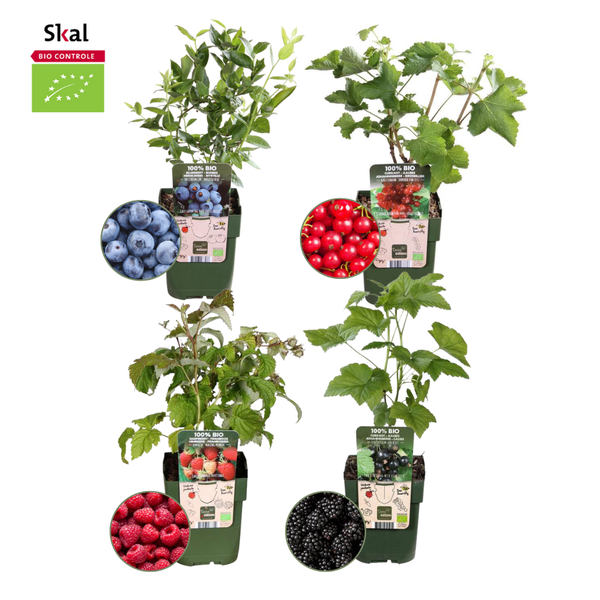 „Obstparadies“ BIO Obstpflanzen-Mix-Set aus 4 verschiedenen Sorten