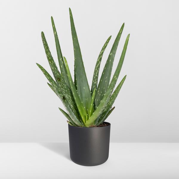 Aloe Vera - Ø12cm - ↕40cm - Ø12 - ↨40cm