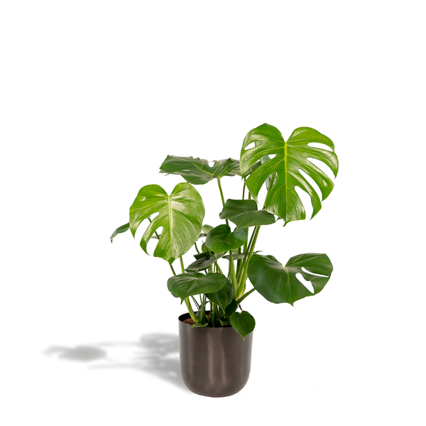 Monstera Deliciosa - ↨80cm - Ø21cm + Topf Mayk Lead