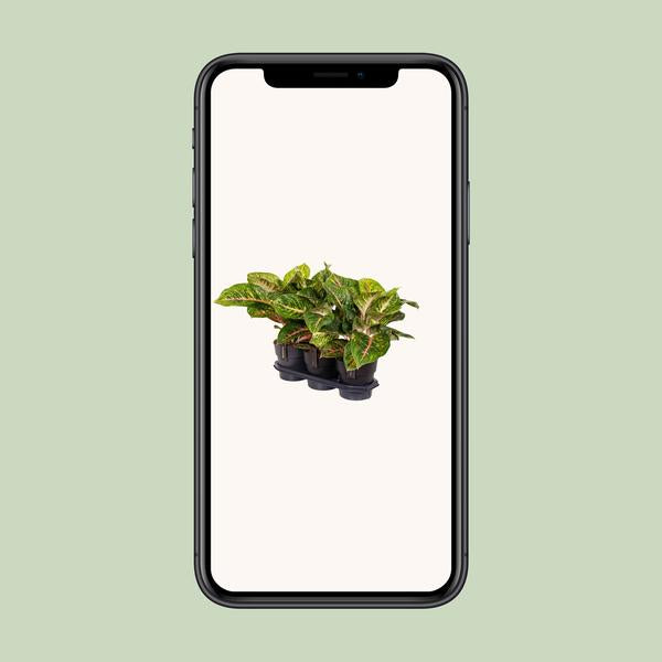 Aglaonema Frühlingsrot - Ø19cm - ↕60cm