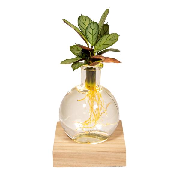 Calathea aus Samoa-Glas mit LED-Beleuchtung – Ø12 cm – ↕10 cm