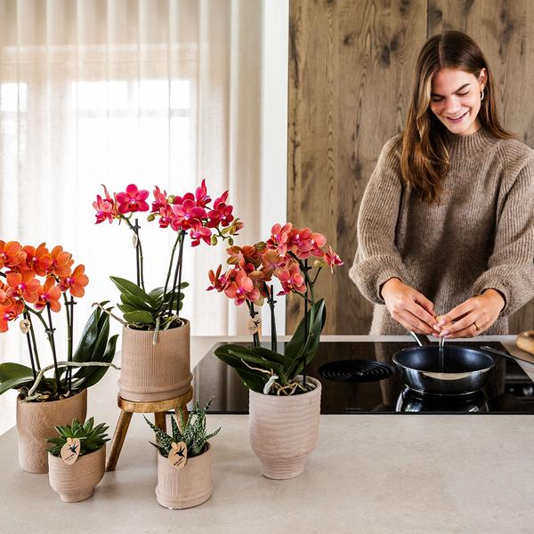 Kolibri-Orchideen | Rote Orchidee Kongo + Bali Dekotopf Sand - Topfgröße Ø9cm | blühende Zimmerpflanze – frisch vom Züchter