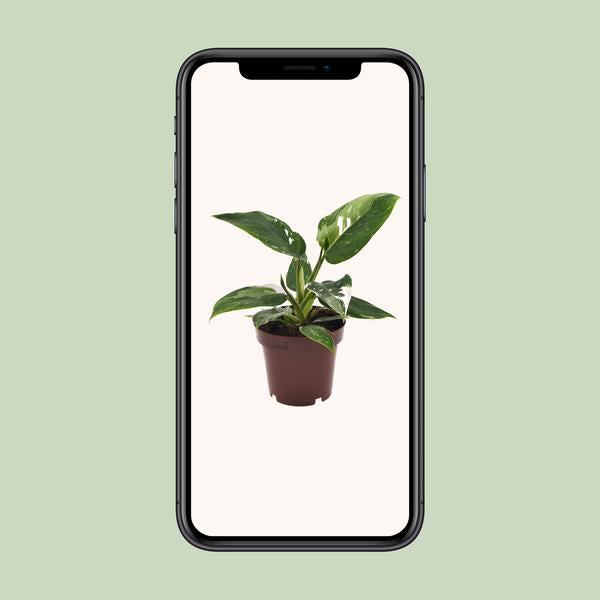 Philodendron Weiße Prinzessin - Ø12cm - ↕25cm