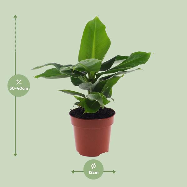 Musa Orientalischer Zwerg – Ø12cm – ↕25cm