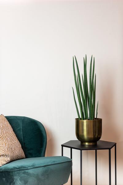 Künstliche Pflanze - Sanseveria Cylindrica - Frauenzunge - 70 cm