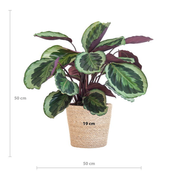 Calathea-Medaillon mit Sofia-Korb natur – 65 cm – Ø21