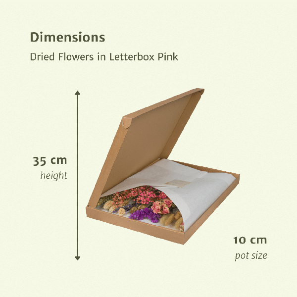 Dried flowers in Letterbox Pink - ↕30cm - Pink