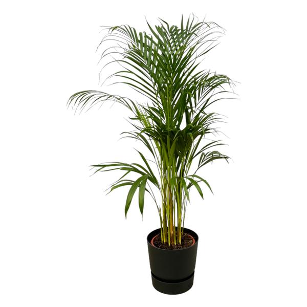 Areca-Palme – ↨110 cm – Ø21 cm inklusive elho Greenville Round schwarz D24xH23