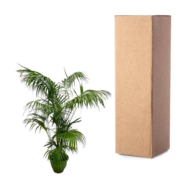 Kentiapalme XXL - 260cm - ø35