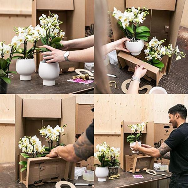 Kolibri Orchids | orange Phalaenopsis orchid pot size Ø9cm | Jamaica | flowering houseplant - fresh from the grower