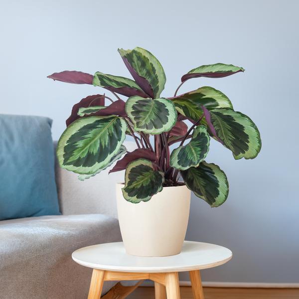 Calathea-Medaillon mit Viber weiß – 65 cm – Ø21