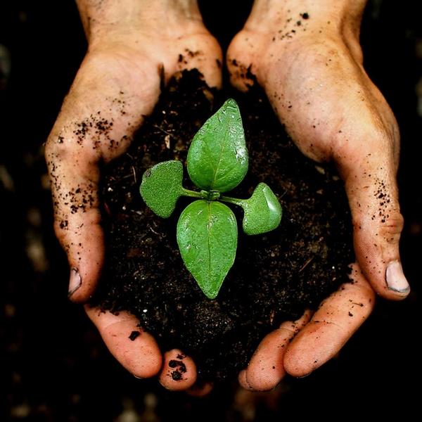 Culvita Universal-Blumenerde inklusive 2 Monate Pflanzennahrung – Universelle Blumenerde für Zimmerpflanzen und Freilandpflanzen – 40 Liter