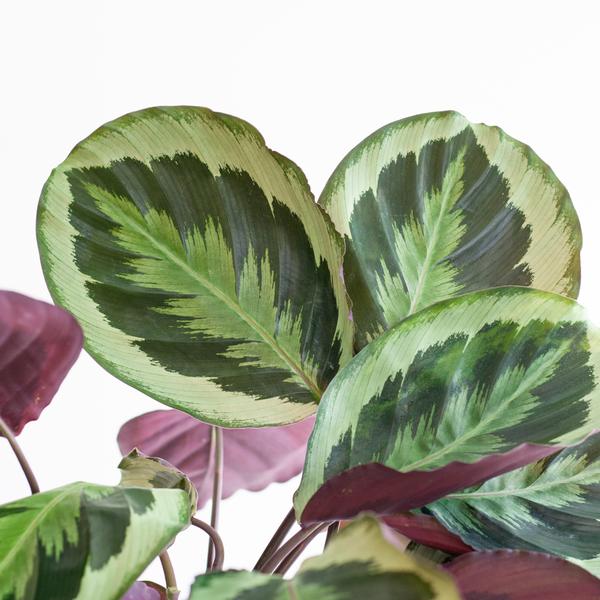 Calathea-Medaillon mit Viber weiß – 65 cm – Ø21