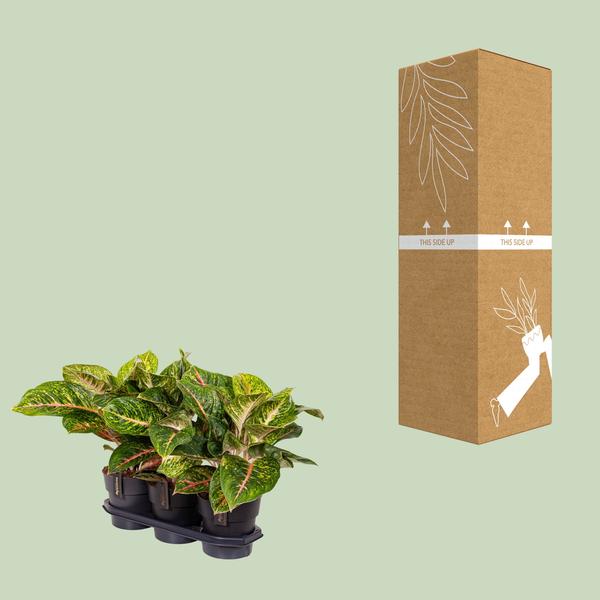 Aglaonema Frühlingsrot - Ø19cm - ↕60cm