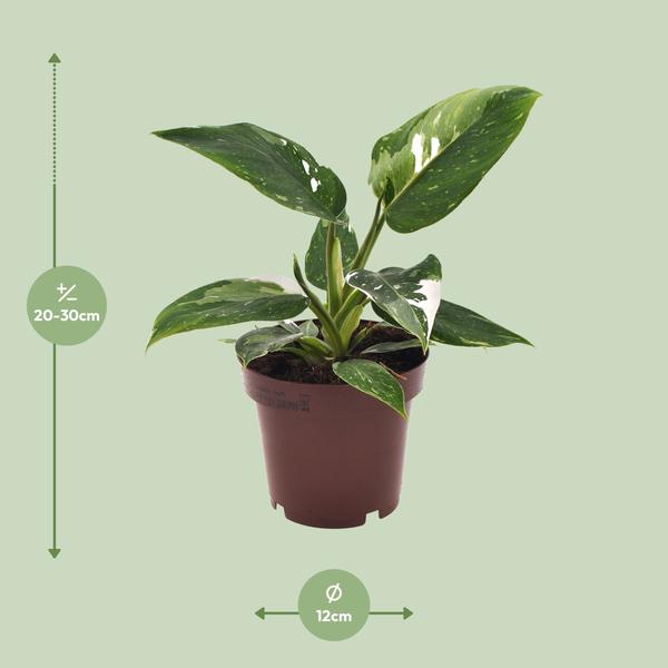 Philodendron Weiße Prinzessin - Ø12cm - ↕25cm