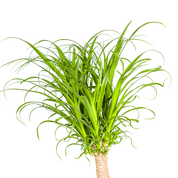 Beaucarnea Recurvata Stamm Ø27cm - ↕120cm