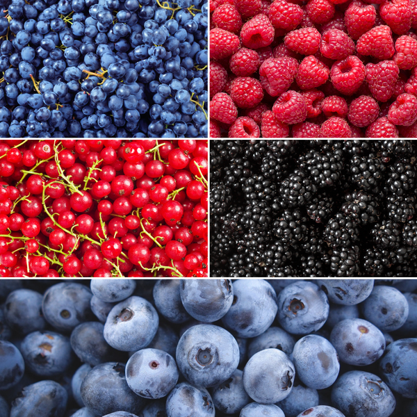 „Obst-Oase“ BIO Obstpflanzen-Mix-Set aus 5 verschiedenen Sorten