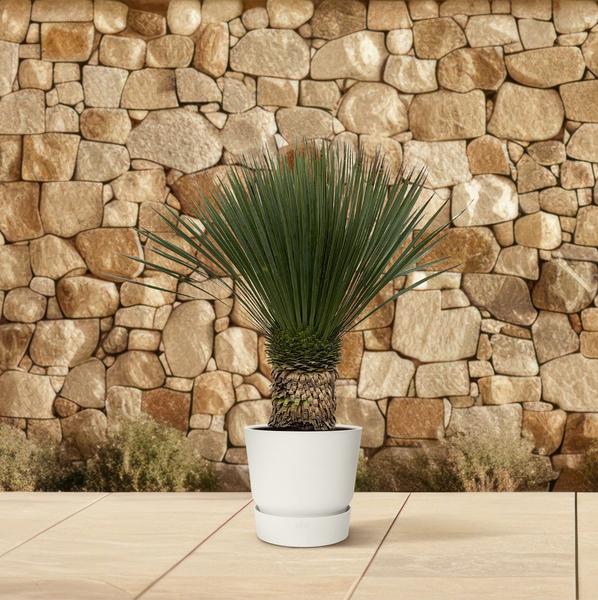 Yucca Rostrata – 110 cm – Ø35
