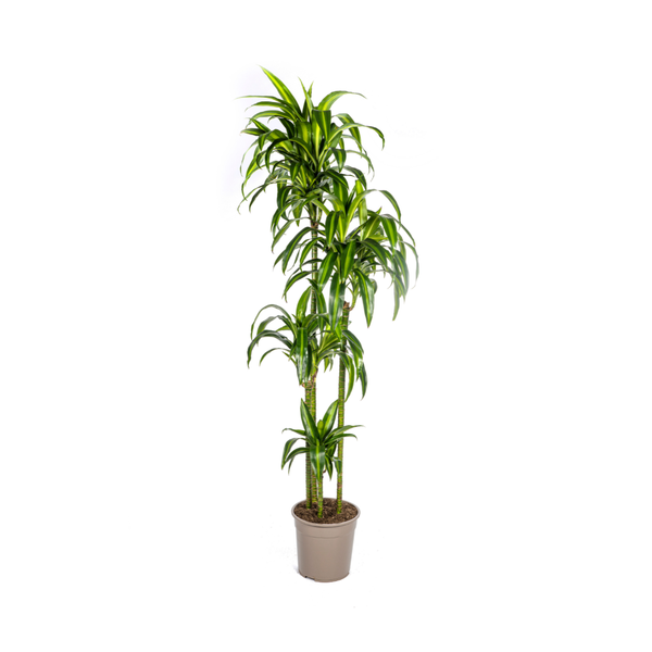 Dracaena Deremensis Hawaiian Sunshine Ø24cm - ↕140cm