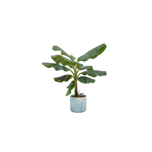 Kombi-Angebot - Bananenpflanze (Musa) inklusive Ocean Round Atlantic blue Ø22 - 100 cm