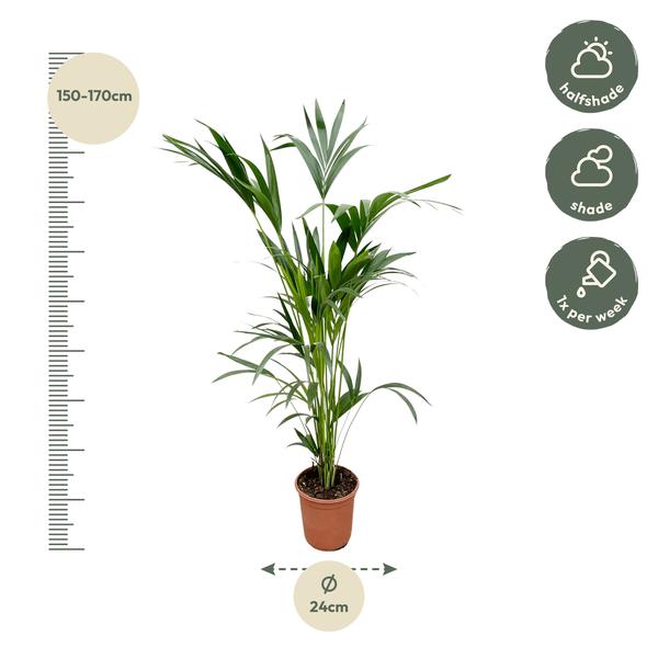 Kentia-Palme – 160 cm – Ø24