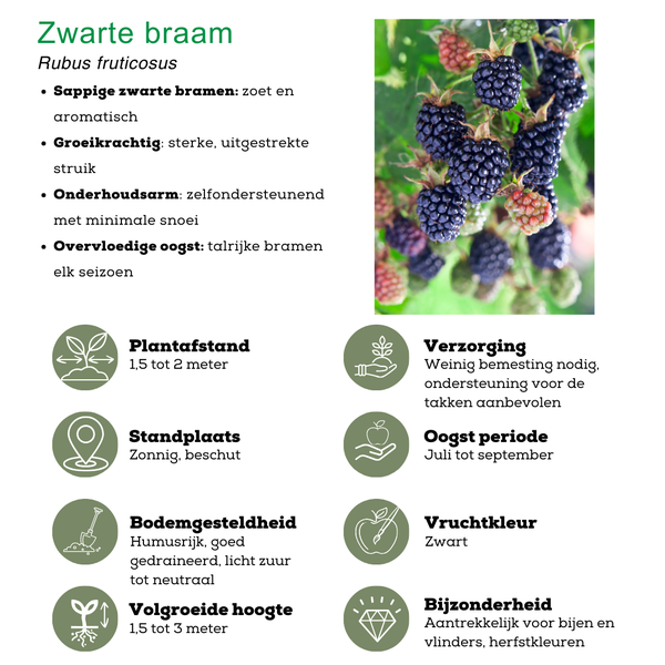 „Obstparadies“ BIO Obstpflanzen-Mix-Set aus 4 verschiedenen Sorten