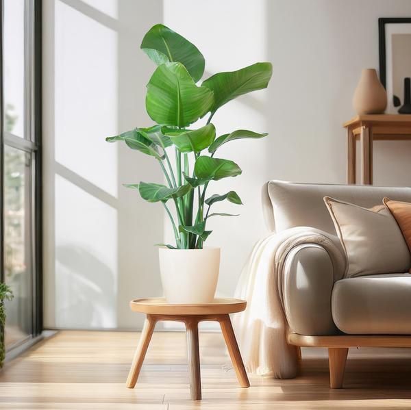 Strelitzia Nicolai mit Viber-Topf weiß - 80cm - Ø21