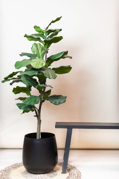 Künstliche Pflanze - Ficus Lyrata - Tabakpflanze - 125 cm
