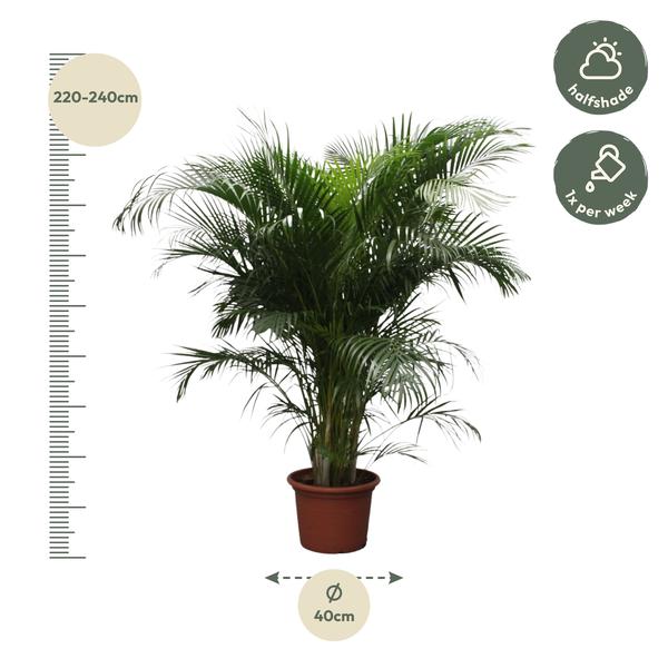 Dypsis Lutescens (Areca-Palme) – 230 cm – ø40