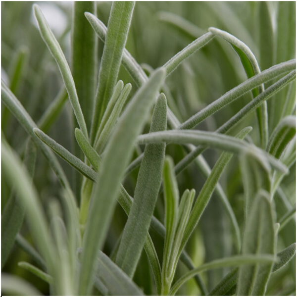 4 x 6er Set Lavendel angustifolia - 24 x Ø7 cm - ↕15 cm