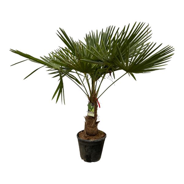 Trachycarpus Fortuneii – 200 cm – Ø30 cm