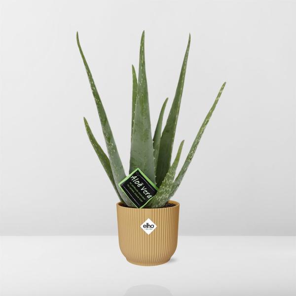 Aloe Vera 12 cm in ELHO Vibes Fold 14 cm gelb