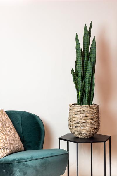 Künstliche Pflanze - Sanseveria schwarze Koralle - Frauenzunge - 97 cm
