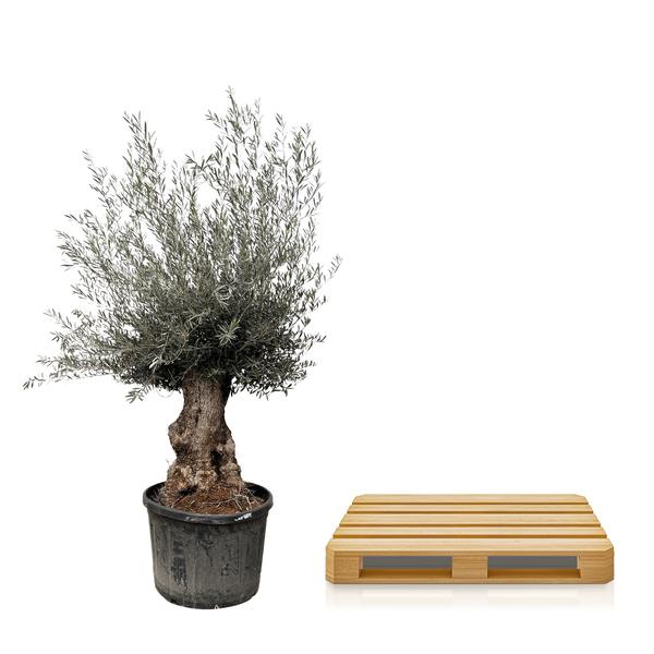 Olea Europaea Bonsai – 225 cm – Ø80