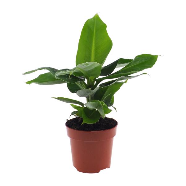 Musa Orientalischer Zwerg – Ø12cm – ↕25cm