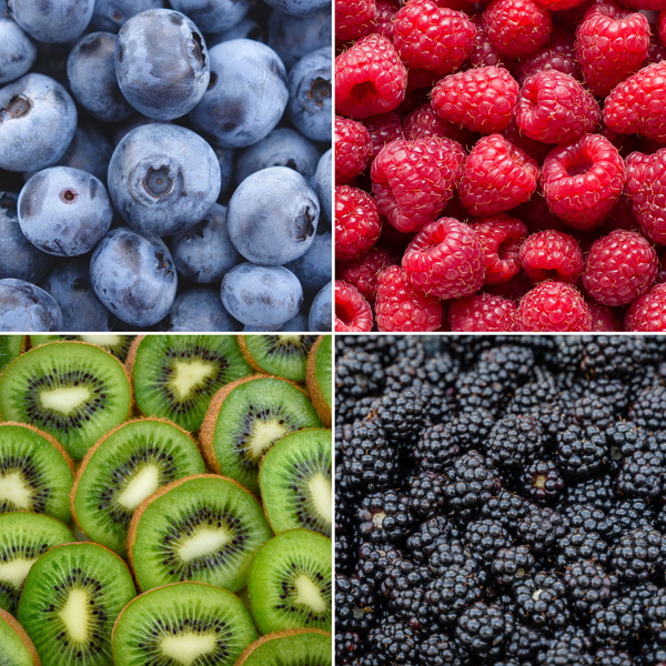 „Sommerfrüchte“ BIO Obstpflanzen-Mix-Set aus 4 verschiedenen Sorten