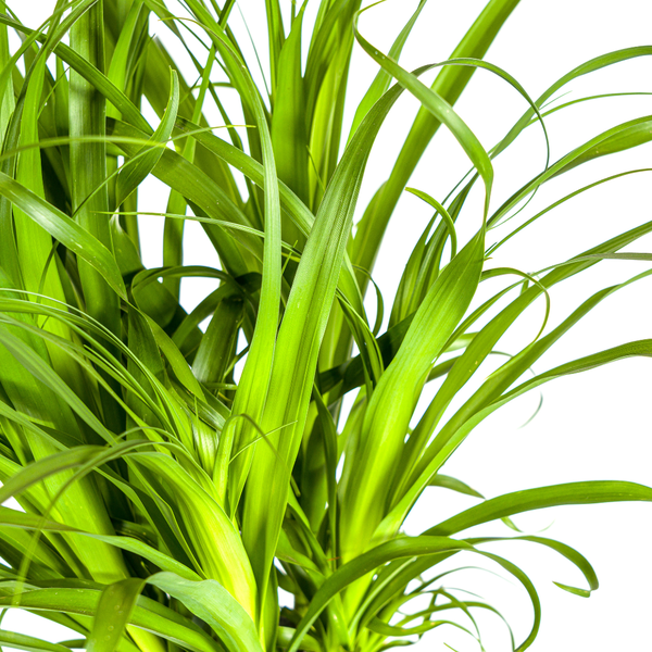 Beaucarnea Recurvata Stamm Ø27cm - ↕120cm