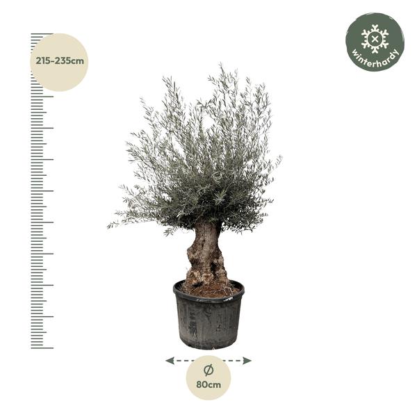 Olea Europaea Bonsai – 225 cm – Ø80
